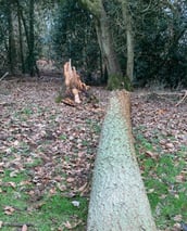 Storm damaged tree cut up and removed