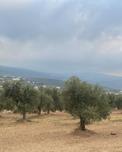 Champ d'oliviers haut de gamme libanais alignés proprement