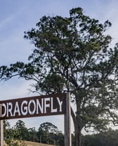 Dragonflybrogo Angophora in Front of Tiny