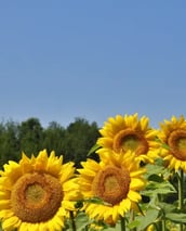 Ste-Christine, tournesols. champs