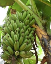a bunch of Matooke on a tree branch