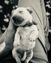 chiot golden retriever élevage près d'alès