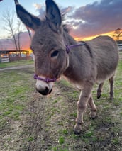 Miniature donkey named Harriet