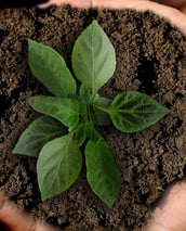 sustainability polica