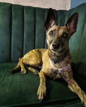Idilio Café Restaurante Calarcá Quindío somos Pet Friendly puedes traer tu mascota