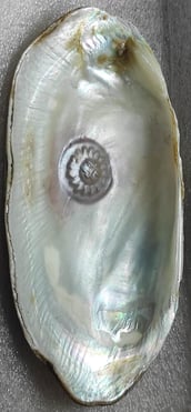 "Approx 11mm white sun-shaped designer cultured pearl–with nucleus implantation-For international dispatch"