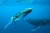 Ballenas en Tonga