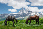 Caballos en montañas Svaneti, Georgia