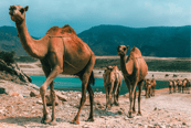 Camellos en Omán