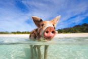 Cerdo en Exuma, Bahamas