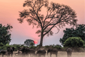 Elefantes al atardecer en Zimbabue.