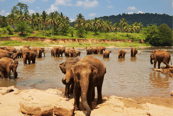 Elefantes de Sri Lanka