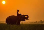Elefantes en Camboya