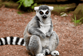 Lemur en Madagascar