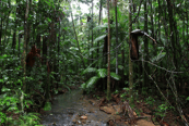 Parque Nacional Gola, Sierra Leona