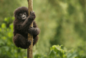 Pequeño bebé gorila en Uganda