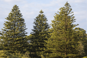 Pinos de la Isla Norfolk