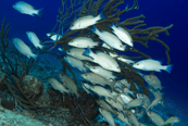 Snorkel en Bonaire