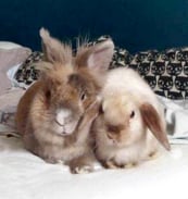 photo de référence de deux lapins pour faire un tufting de lapins personnalisés