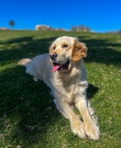 a dog is laying down on the grass