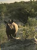 Namibian wildlife adventure - rhino