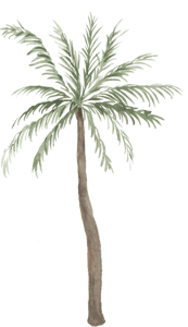 watercolor palm tree