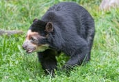 El oso de anteojos colombiano (oso andino),especie única de la fauna colombiana.