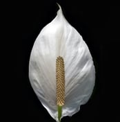 Peace Lily plant care guide