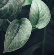 Scindapsus plant care guide