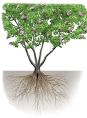 Cormophyte