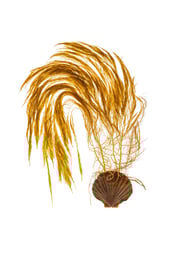 Austronereia australis