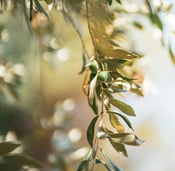 olive branch in nature / une branche d'olivier dans la nature