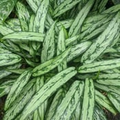 Aglaonema plant care guide
