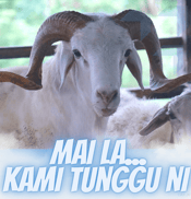 a goat with horns and horns is shown in this advertisement