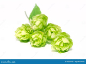 Hops Drops Australia, Phix, Fat loss, weight loss, natural logo