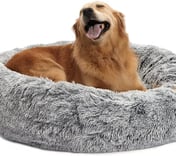 a dog is sitting in a dog bed