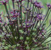 Blume 2