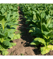 Cultivo Tabaco