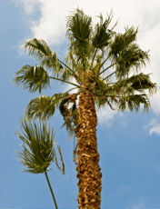 palm tree trimming and palm tree pruning in honolulu, hawaii
