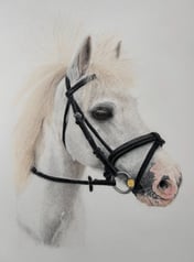 Realistic coloured pencil drawing of a horse