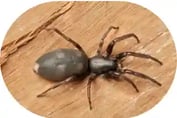 Spider Control Pascoe Vale Oak Park Strathmore Coburg Niddrie Ascot Vale Moonee Ponds