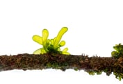 Boergesenia forbesii