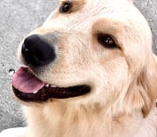 A Golden Retriever smiles, looking at the camera.