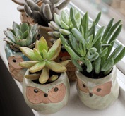 a couple of potted succulents in owl planters