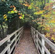 a wooden bridge in to a woodland