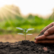 the plant is planting