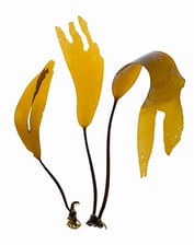 Laminaria setchellii