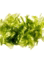 Ulva lactuca