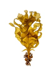 Undaria pinnatifida