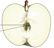 Plante à fleur - Fruit à pépin de la pomme